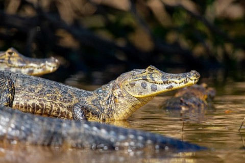 Spectacled caiman (Caiman crocodilius) Pantanal Brazil