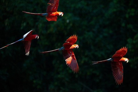 Red-and-green macaw (Ara chloropterus) Buraco das Araras Brazil