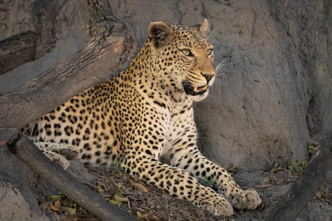 Leopard (Panthera pardus) portrait close-up of the face. The big cat is resting on a termite hill