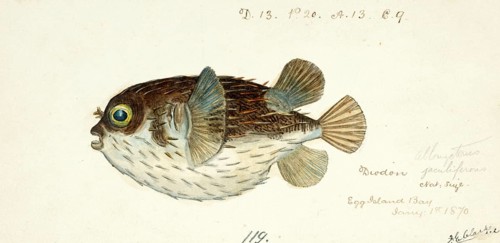 Diodon Orbicularis, spiny fish, balloon fish, fish, reproduction of an original, by Frank Edward