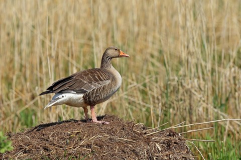 Greylag goose (Anser anser) building a nest, Dümmer, Lake Dümmer, Ochsenmoor, Hüde, Lower Saxony,
