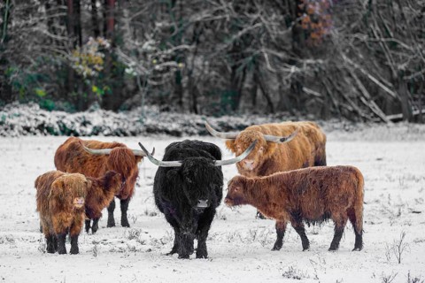 A herd of Highland cattle (Bos primigenius taurus) stands on a snow-covered pasture