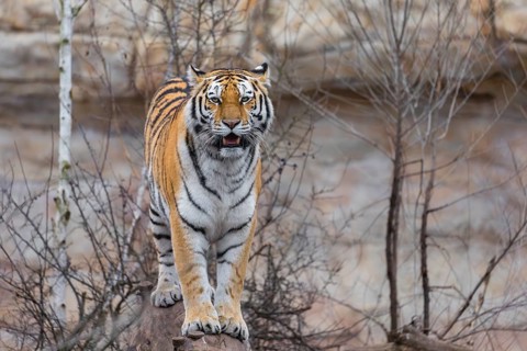 Female adult Siberian Tiger, Panthera tigris altaica, standing on a log, portrait, looking to