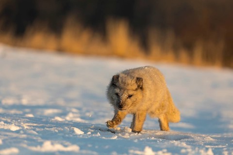 One arctic fox (Vulpes lagopus), (white fox, polar fox, or snow fox) running over a snow covered