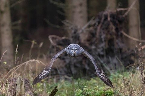 One great grey owl (Strix nebulosa) flying through a spruce forest