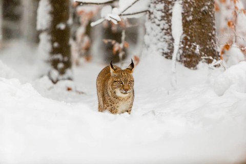 One young male Eurasian lynx, (Lynx lynx), walking through deep snow covered undergrowth in a