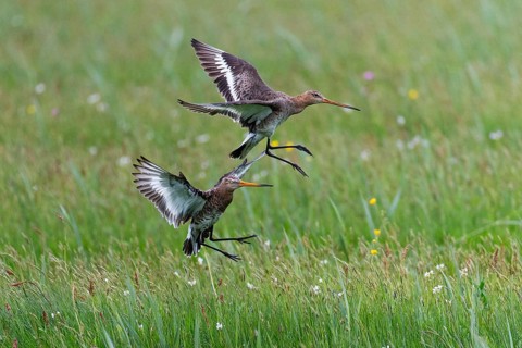 Black-tailed Godwit (Limosa limosa), in flight, two adult birds fighting over breeding territorial