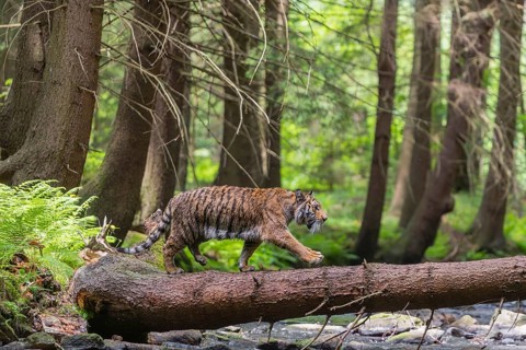 One young female Siberian Tiger, Panthera tigris altaica, crossing a creek deep in a forest over a