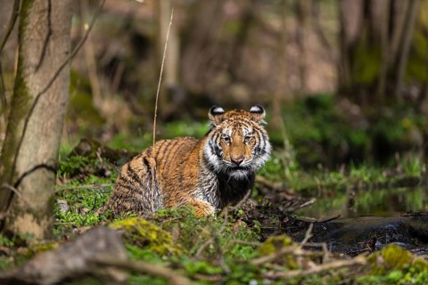 One young female Siberian Tiger, Panthera tigris altaica, standing on shore of a creek in a forest.