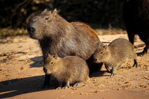Capybara (Hydrochaeris hydrochaeris) Pantanal Brazil