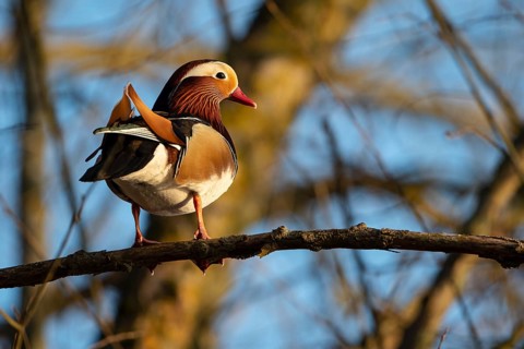 Mandarin duck (Aix galericulata), drake, sitting on a branch, high in a tree, Heiligenhaus, North