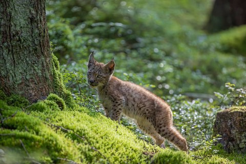 One young (10 weeks old) male Eurasian lynx, (Lynx lynx), walking over a mossy, wet forest floor.