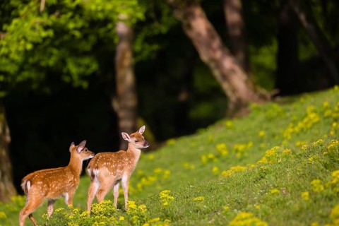 Two young Manchurian sika deer or Dybowski's sika deer (Cervus nippon mantchuricus or Cervus nippon