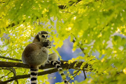 Two ring-tailed lemurs (Lemur catta) sitting in a tree with fresh green leaves. Grooming each other