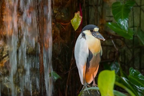 A boat-billed heron (Cochlearius cochlearius) stands on a stone next to a waterfall