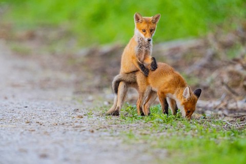 Fox (Vulpes vulpes) puppy Germany