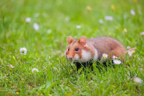A European hamster (Cricetus cricetus), Eurasian hamster, black-bellied hamster or common hamster,