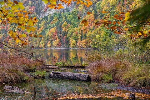 Driftwood on the shore of Lake Toplitz, forest in full autumn colors, Austria, Europe