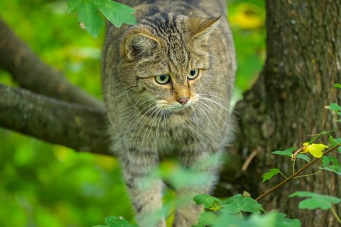 European wildcat or forest cat (Felis silvestris) in the wildcat enclosure at the Thayatal National