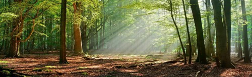 Panorama, morning mood in a natural deciduous forest of beech and oak trees, sunbeams breaking