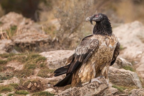 Bearded vulture (Gypaetus barbatus), also known as lammergeier or bone crusher, foraging, young