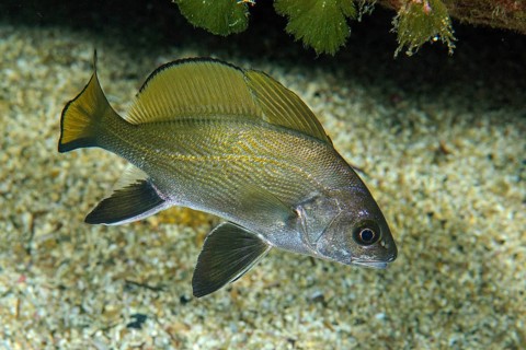 Grey mullet (Sciaena umbra with spread fins swimming over sandy seabed in rocky reef, Mediterranean
