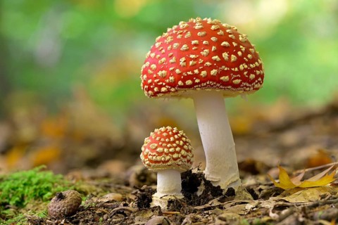 Fly agaric (Amanita muscaria), small and large fruiting bodies, North Rhine-Westphalia, Germany,
