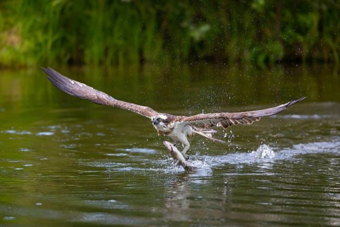 Western osprey (Pandion haliaetus) fishing, Finland, Europe