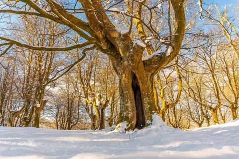 Oianleku Natural Park at sunrise, snowy beech forest in the town of Oiartzun in Peñas de Aya,