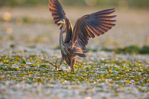 Purple heron (Ardea purpurea), the bird searches for prey in shallow water in the early morning and