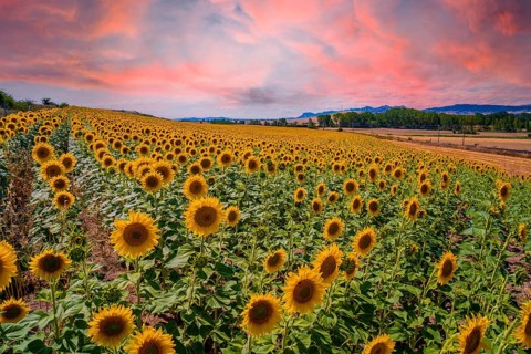 A beautiful field of sunflowers in a field of Castilla y León in the summer sunset. Spain