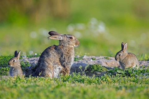 European rabbits, common rabbit (Oryctolagus cuniculus) adult with two young, kits sitting near