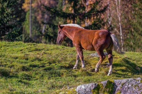A chestnut colored Noriker horse or Norico-Pinzgauer stands on a sunny paddock