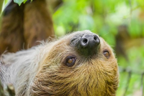 Frontal portrait of A Linnaeus's two-toed sloth (Choloepus didactylus) with open eyes
