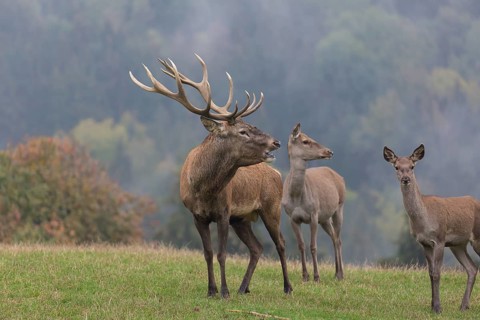 Red Deer buck standing on a meadow in autumn. Fog and trees in the background. Rutting season,