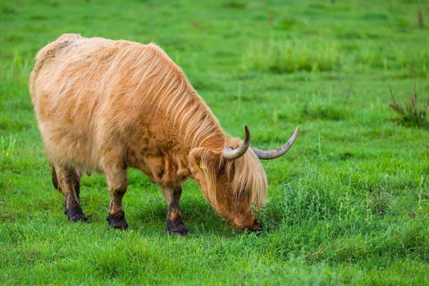 One Highland cow (Bos primigenius) taurus) stands on a pasture and grazes