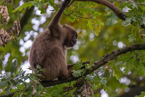 One female Gelada (Theropithecus gelada), or bleeding-heart monkey sitting high up in a tree