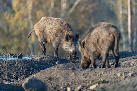 Two wild boar or wild pig (Sus scrofa), standing on a muddy opening searching for food, with an