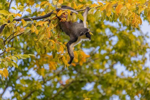 One adult Diana monkey (Cercopithecus diana) climbing along a thin twig with yellow leafs high up