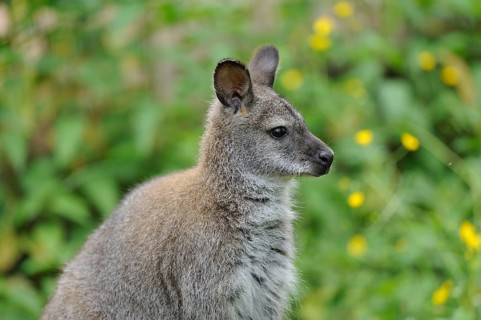 Kangaroo in side profile with background of green plants and yellow flowers, red-necked wallaby