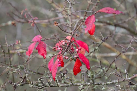 Red discoloured leaves of the common spindle bush (Euonymus europaeus) in autumn, Thuringia,