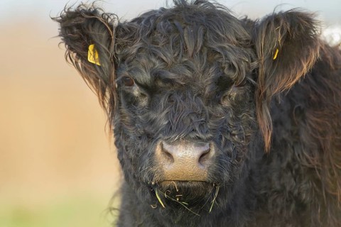 Domestic cattle or cow (Bos taurus) juvenile baby calf farm animal head portrait, England, United