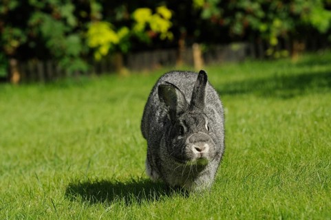 Grey hare running forward on a green meadow, domestic rabbit (Oryctolagus cuniculus forma