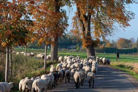 Shepherd moving black-headed sheep (Ovis gmelini aries) to another pasture, Mecklenburg-Western