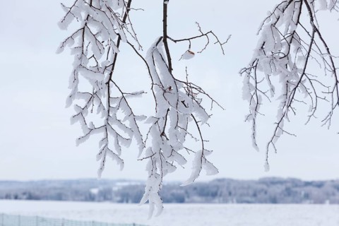 Hoarfrost formation with wind on branches, Erzgebirge, Saxony, Germany, Europe