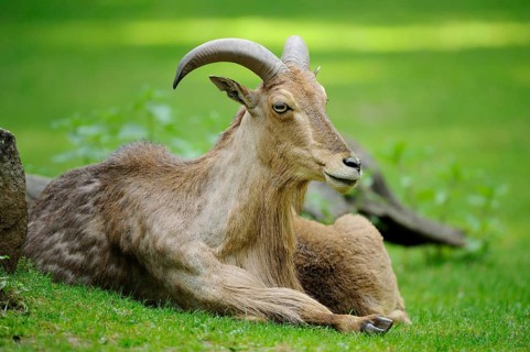 A wild sheep lying on a green meadow looks relaxed and calm, Maned jumper (Ammotragus lervia),