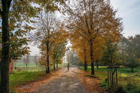 Autumnal lime tree avenue (Tilia) in the morning at Othenstorf Estate, Mecklenburg-Western