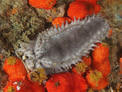 Grey sea cucumber, Cape Town sea cucumber (Hemiocnus insolens), endemic, on the seabed, False Bay