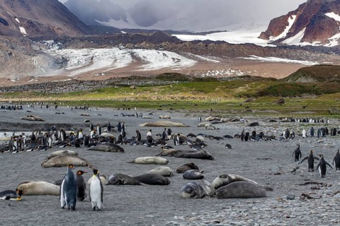 King penguins Elephant seals in landscape St. Andrews Bay South Georgia Antarctica
