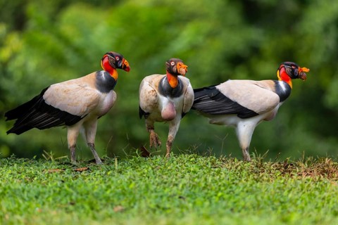King vulture (Sarcoramphus papa), cock, vulture birds (Aegypiinae), Laguna del Lagarto Lodge,